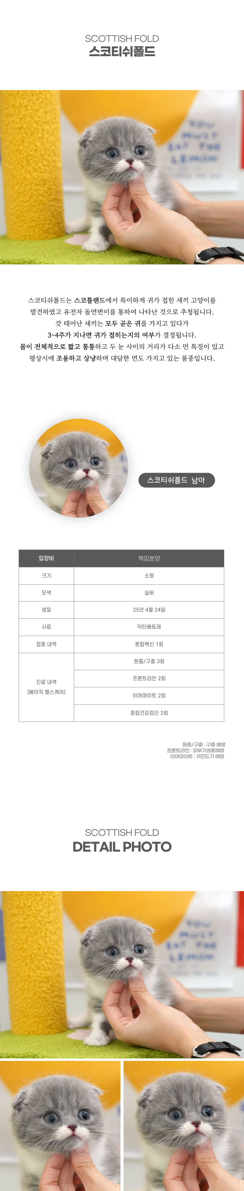 스코티쉬폴드_상세이미지_2